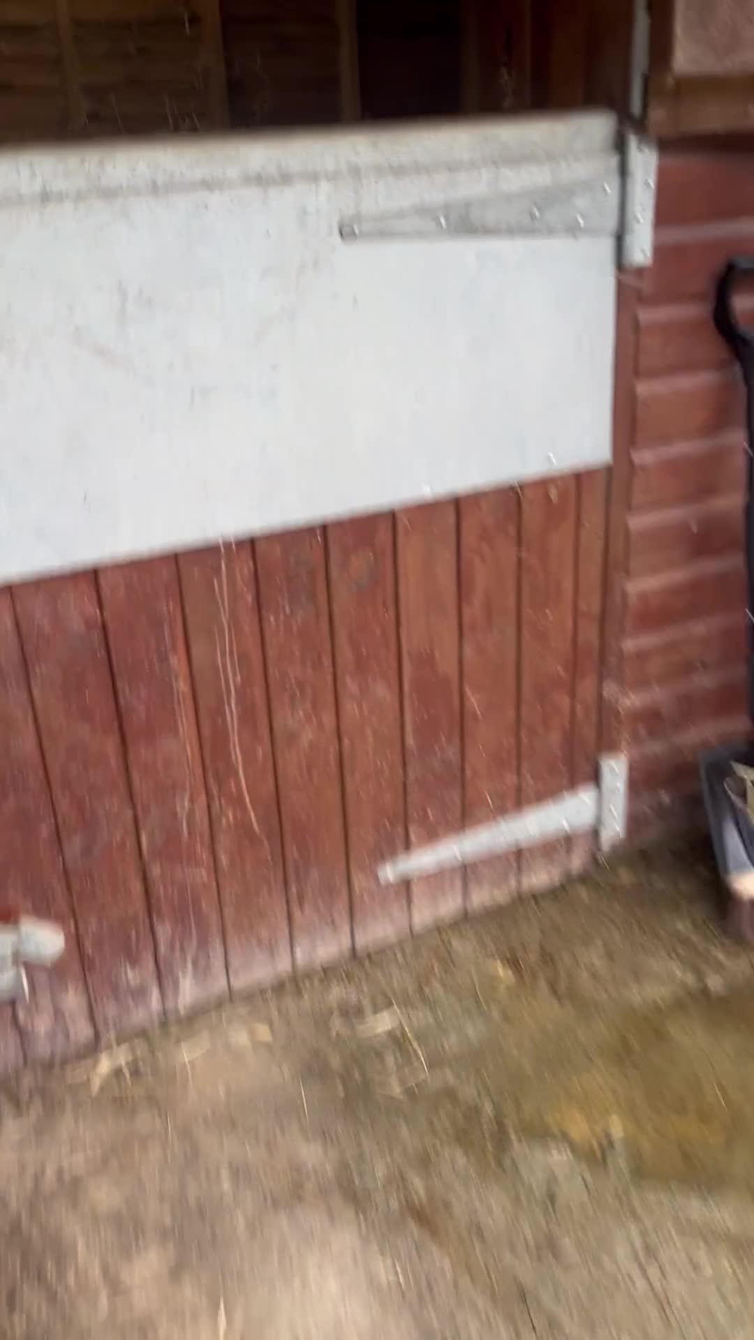 Irish Cob horses for sale: 🌸💖luna🌸💖 - Video 1