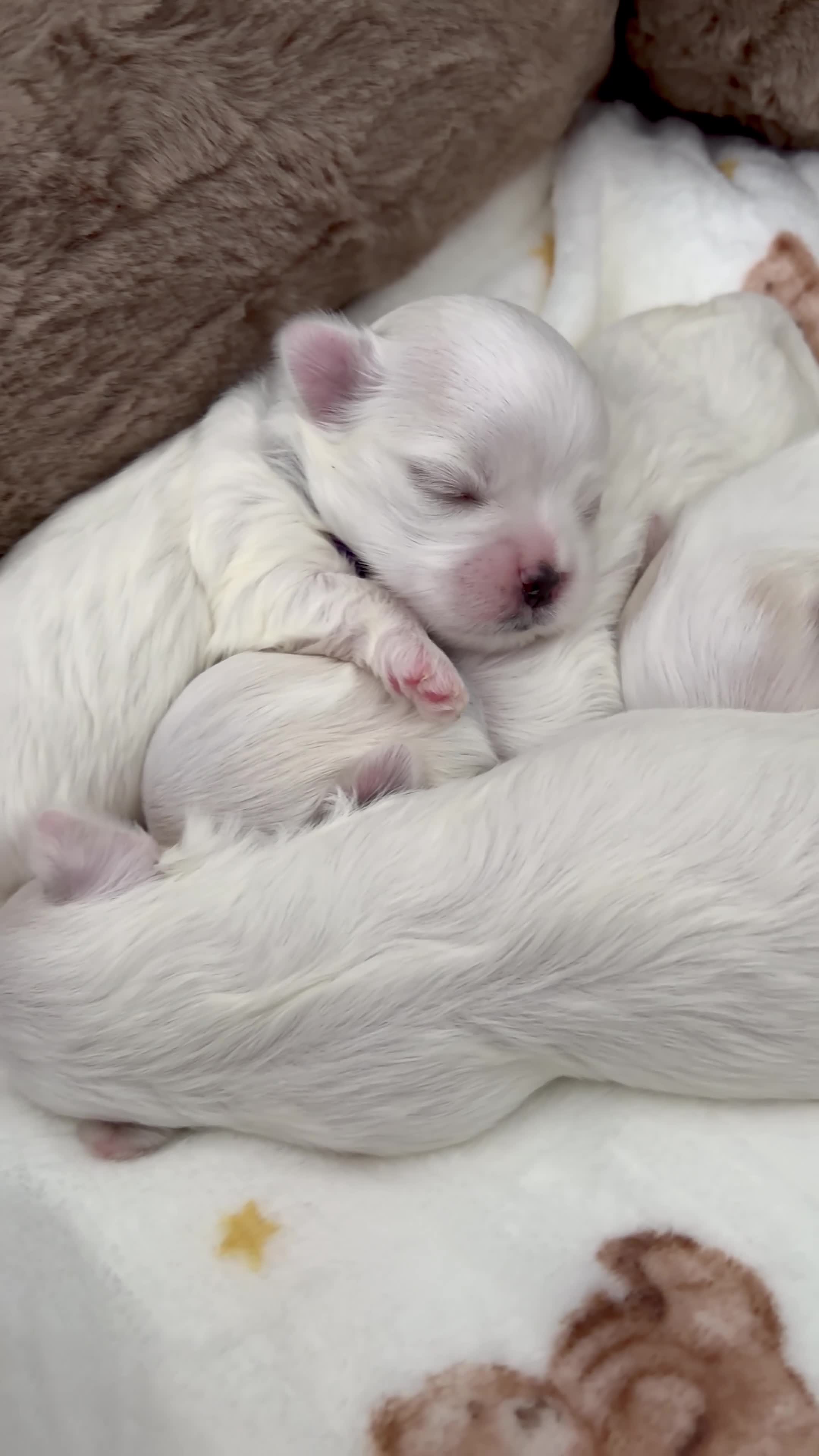 Maltese dogs for sale: ✨Beautiful Korean Maltese Puppies🤍 - Video 2