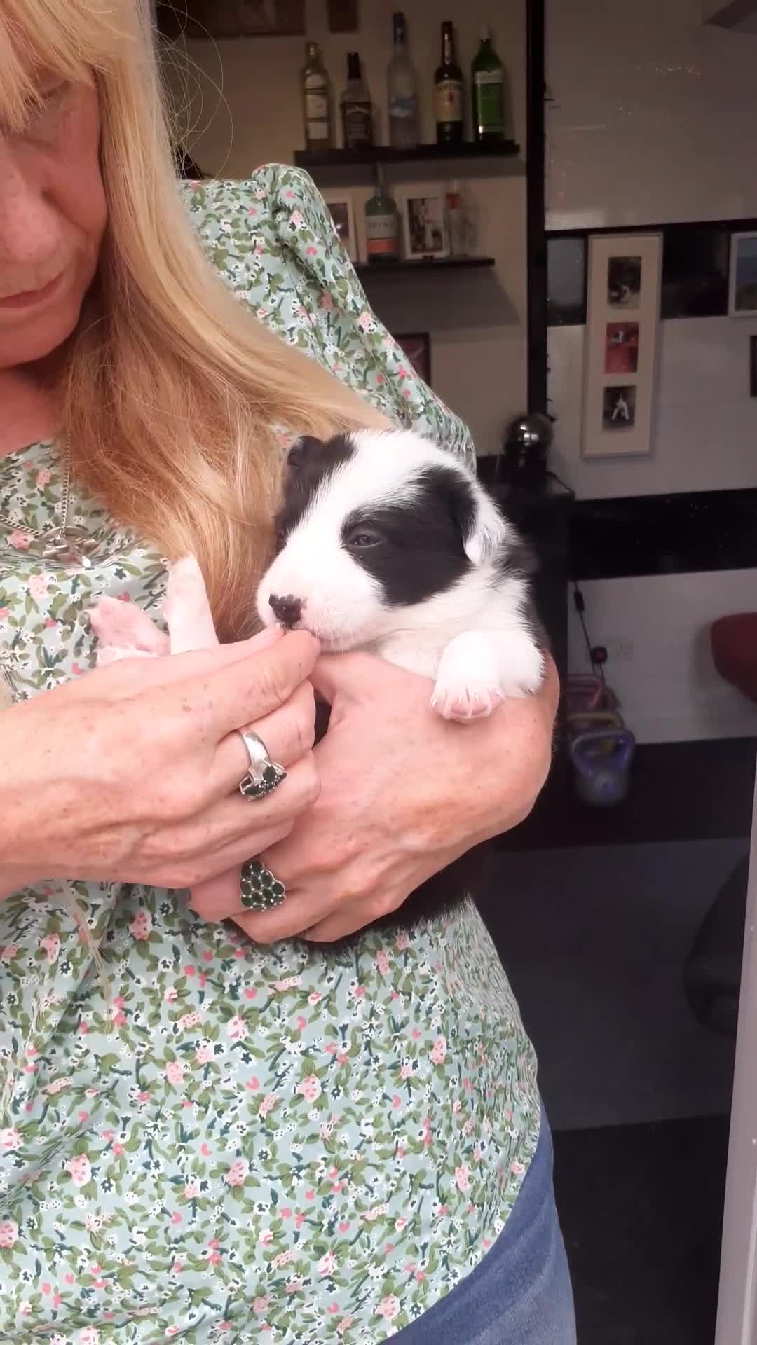 Border Collie dogs for sale: Border collie pups - Video 3