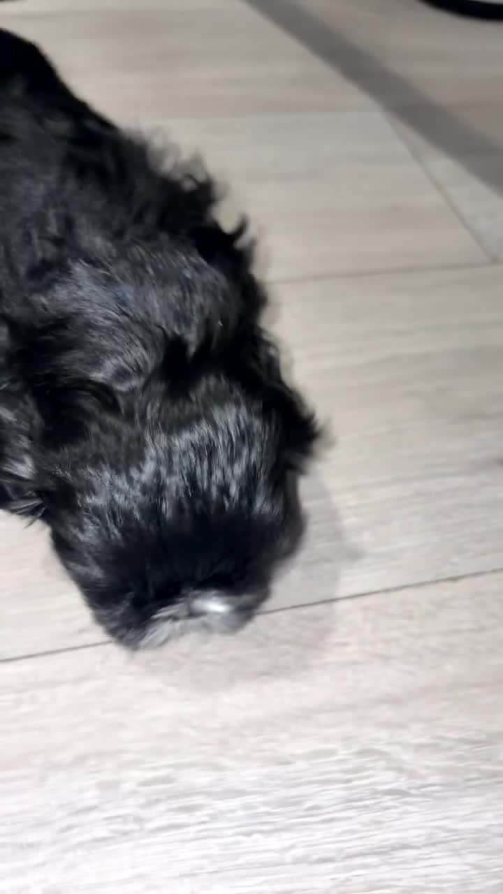 Shih Tzu dogs for sale: Beautiful Shih Tzu for sale  - Video 3