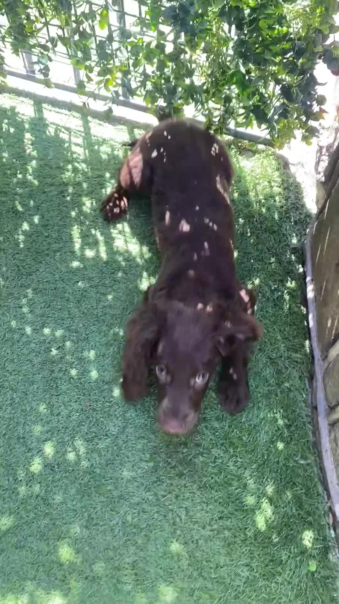 Cocker Spaniel dogs for sale: Chocolate cocker spaniel boy 13 weeks  - Video 2