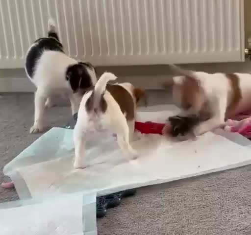 Jack Russell dogs for sale: Traditional short-legged Jack Russell puppies! - Video 1