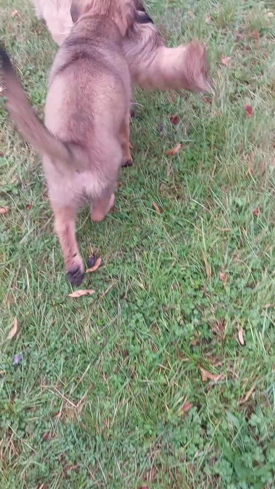German Shepherd dogs for sale: 6 baby bears - Video 1
