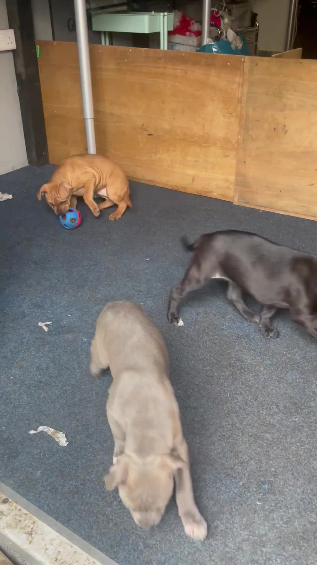 Staffordshire Bull Terrier dogs for sale: Staffordshire bull terriers - Video 1