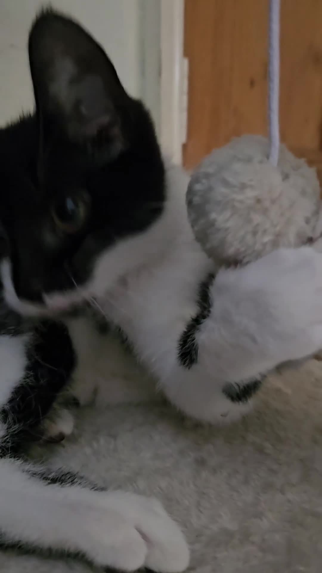 Mixed Breed cats for sale: Male cat 6 months - Video 1