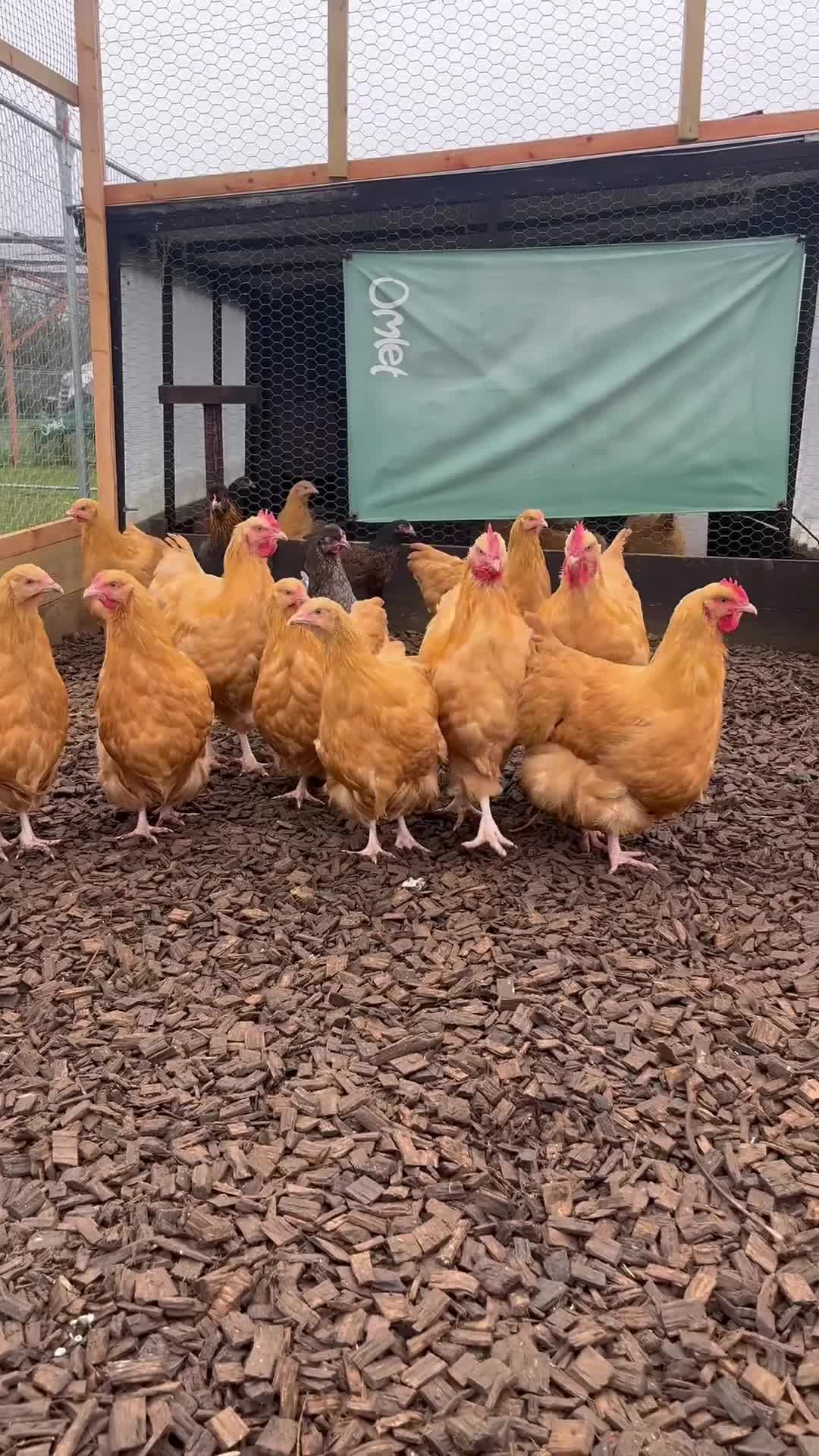 Chickens poultry for sale: Chickens - Video 1