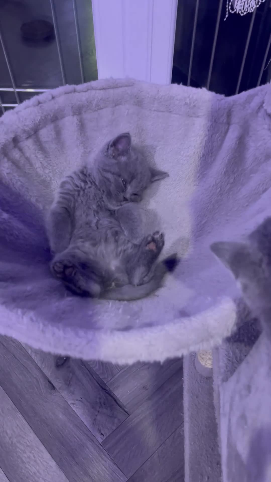 British Shorthair cats for sale: British short hair kittens lovely grey  - Video 1