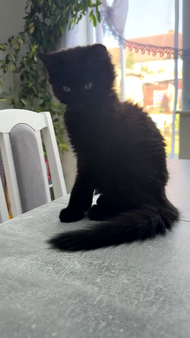 Siberian cats for sale: 5 Gorgeous Hypoallergenic Siberian Kittens in Smethwick - Video 1