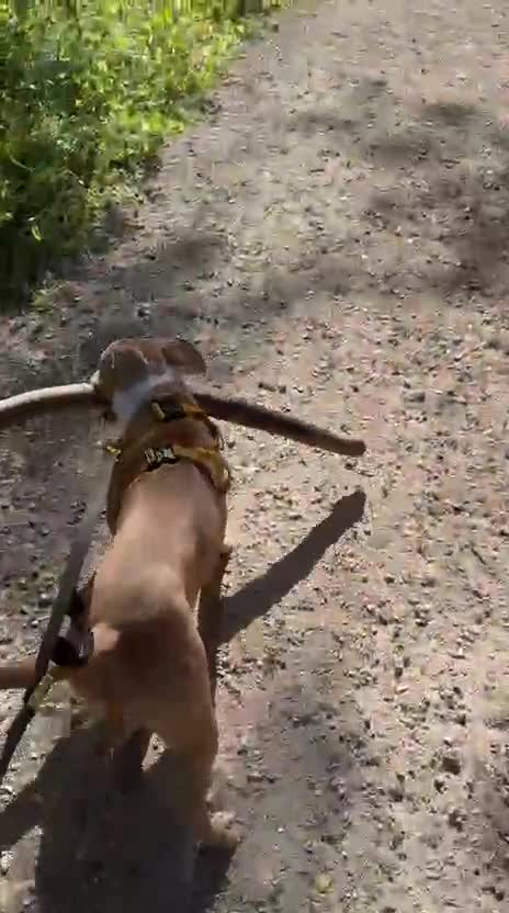 Mixed Breed dogs for sale: Beautiful 9 month old staff x boxer  - Video 2
