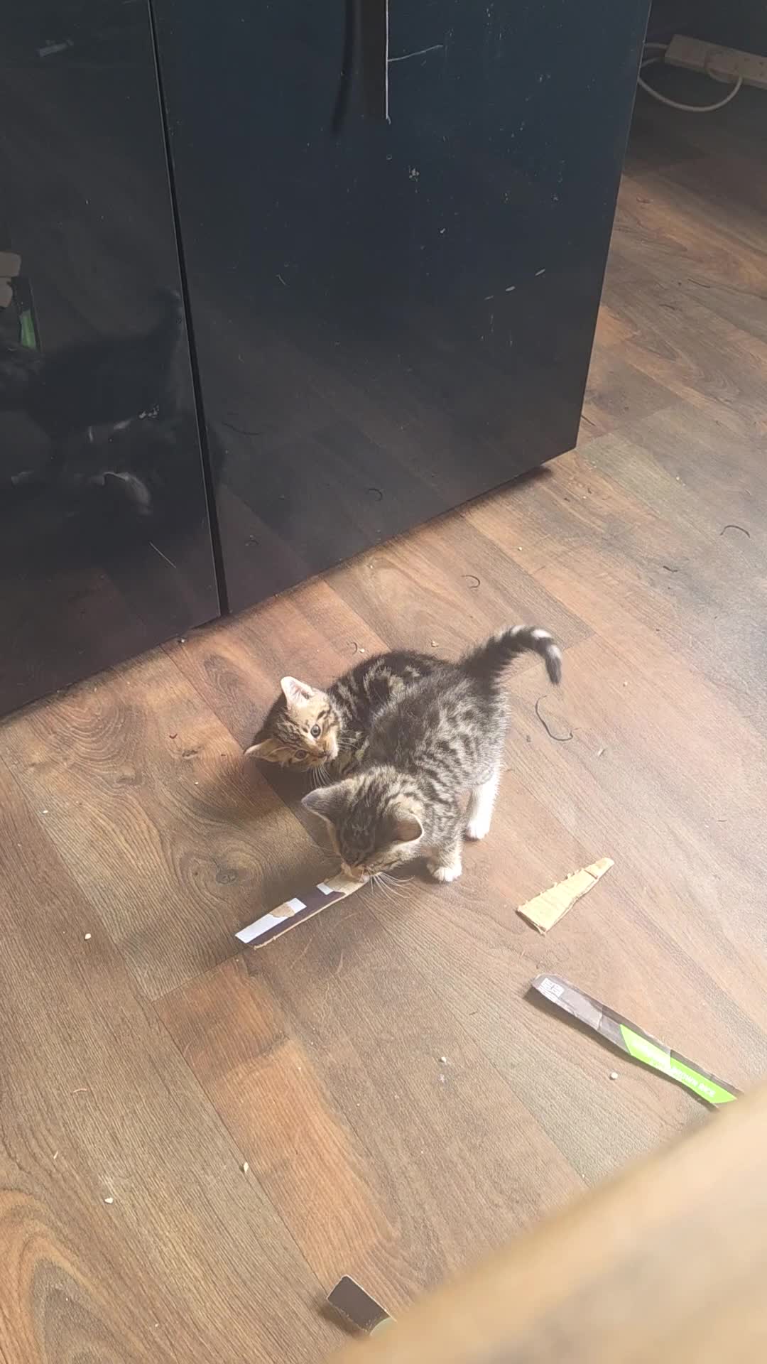 Mixed Breed cats for sale: Kittens ready NOW,  1 girl left - Video 2