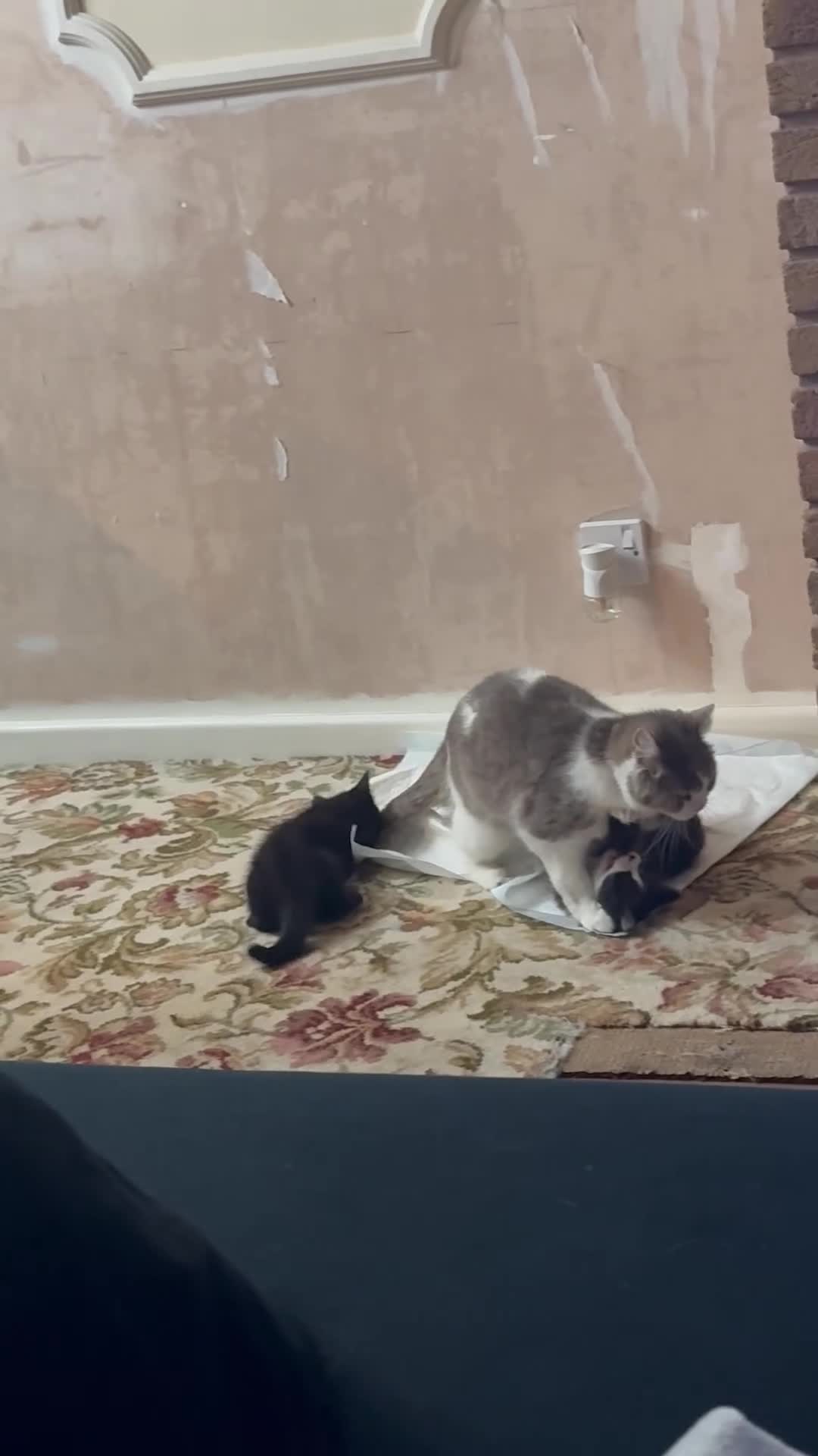 Mixed Breed cats for sale: British shorthair X Maincoon 1M 2F left - Video 3