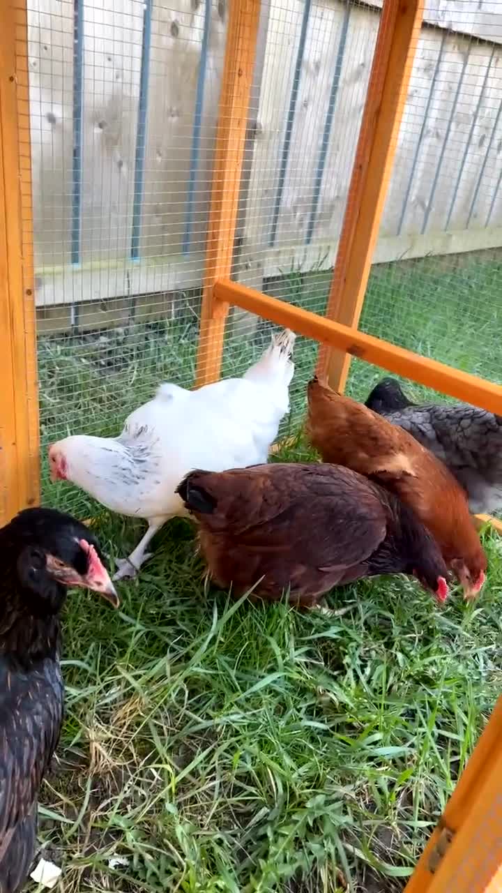 Chickens poultry for sale: 5 hens - Video 1