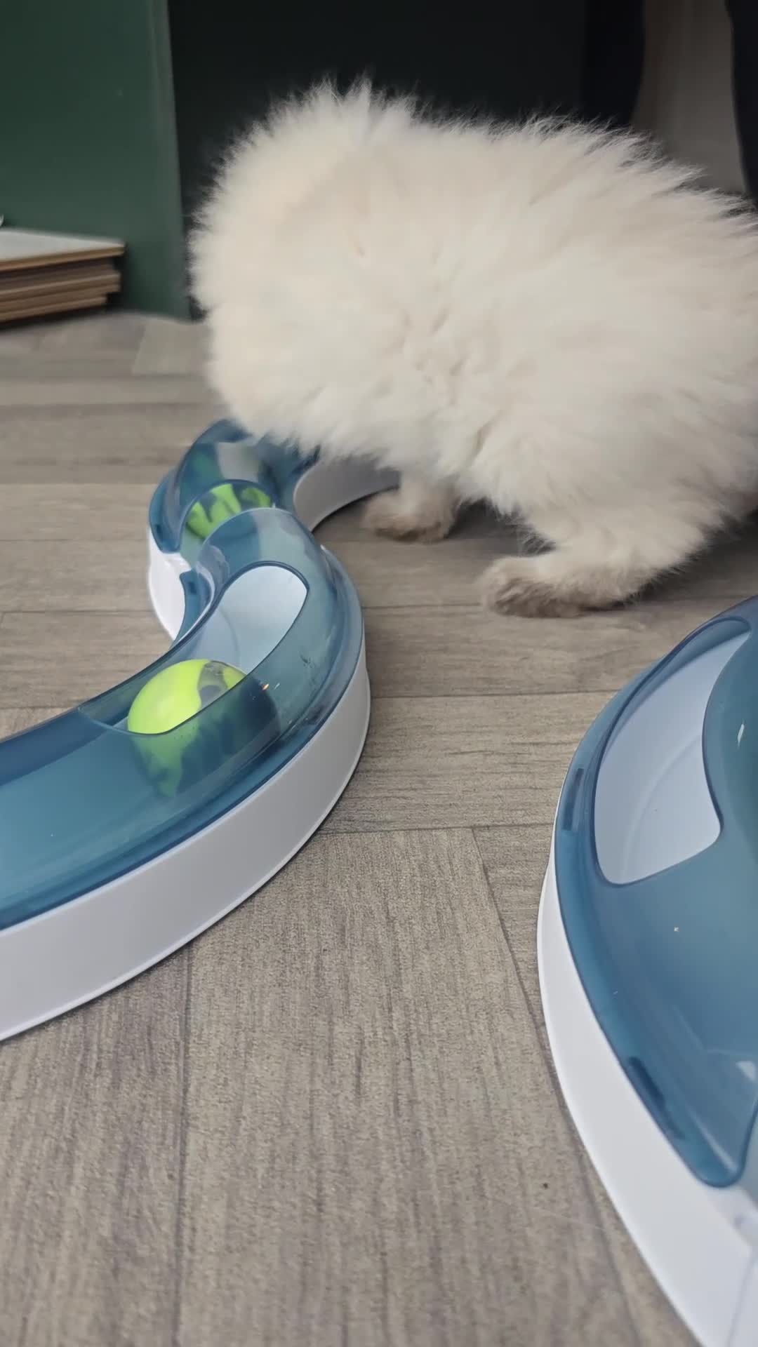 Ragdoll cats for sale: 🐾 TICA Beautiful Ragdoll Kittens - 2 Boys 🐾 - Video 1