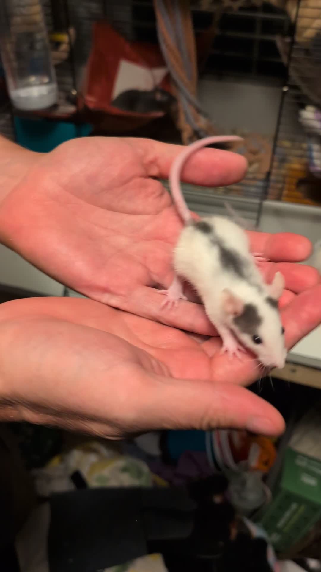 Rat rodents for sale: Adorable Dumbo and Fancy Rats - Video 4