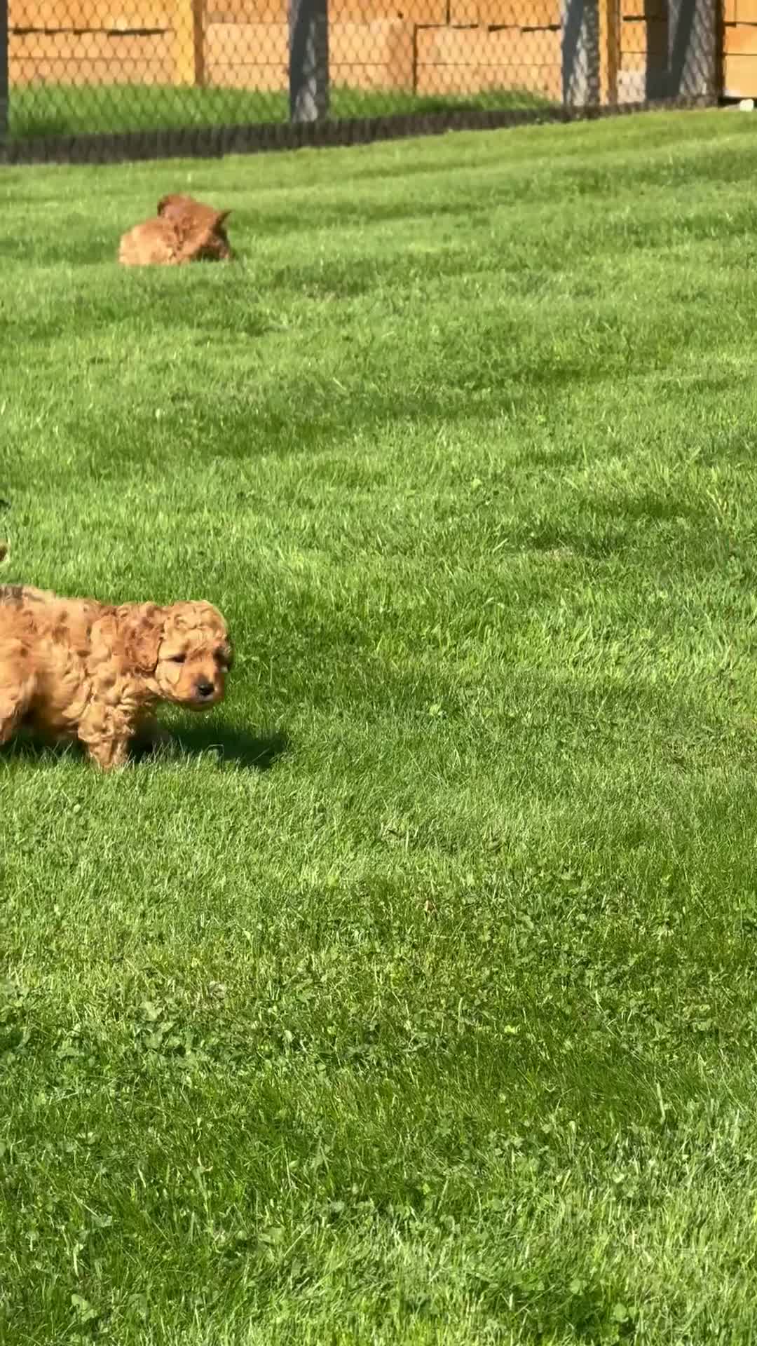 Miniature Poodle dogs for sale: KC registered Miniature Red poodles for Sale - Video 2