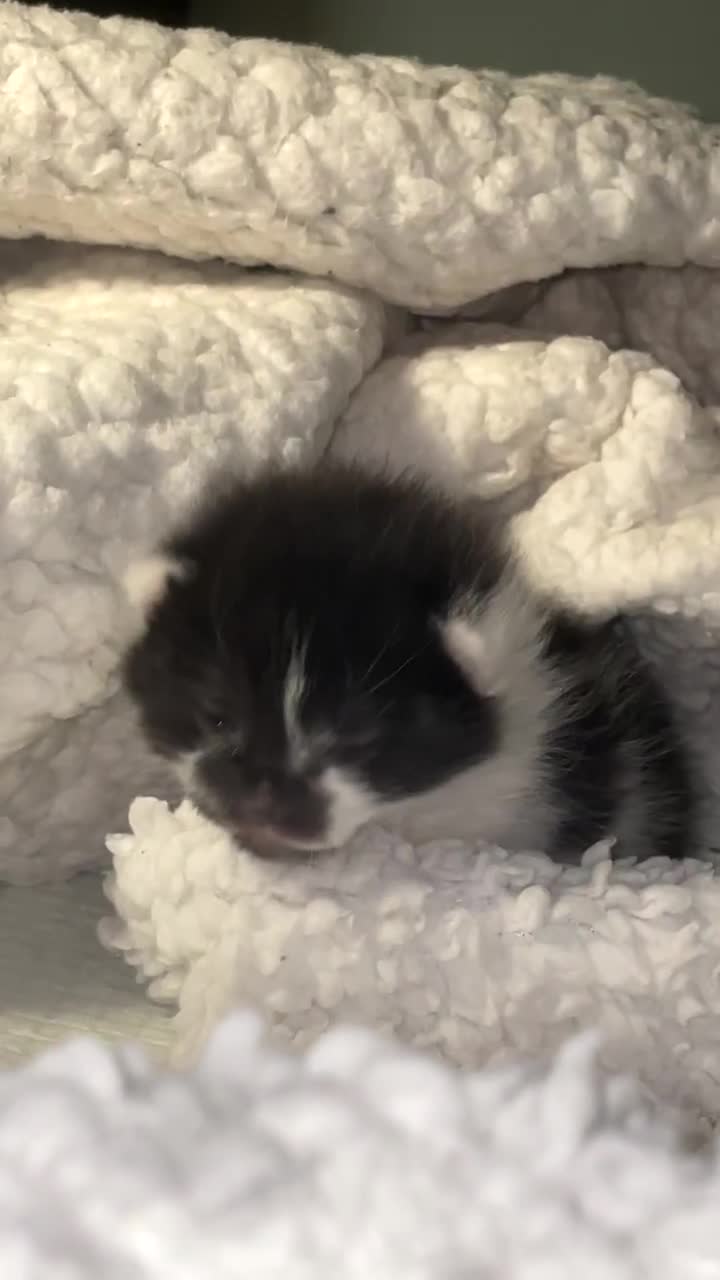 British Shorthair cats for sale: Beautiful litter of 3 .  - Video 1