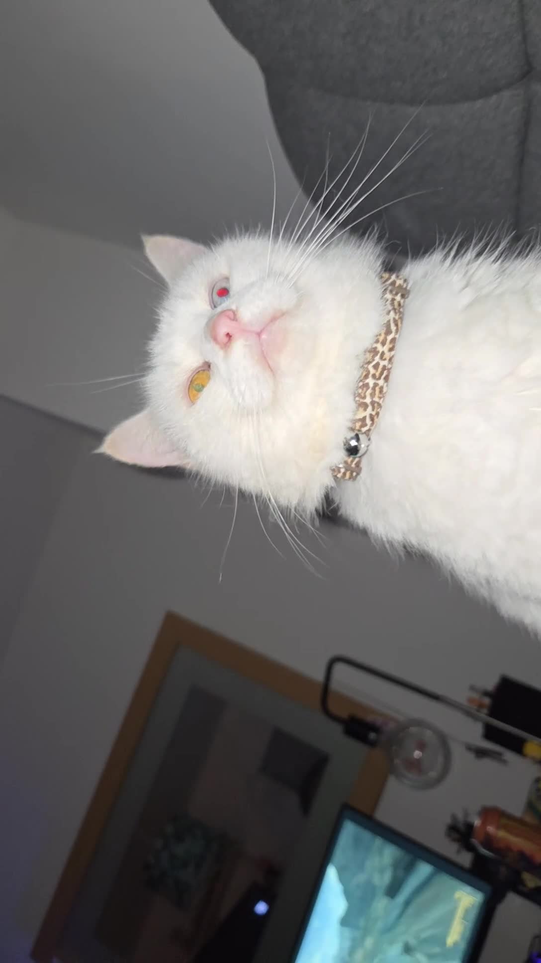 Mixed Breed cats for sale: 9 year old white female - Video 2