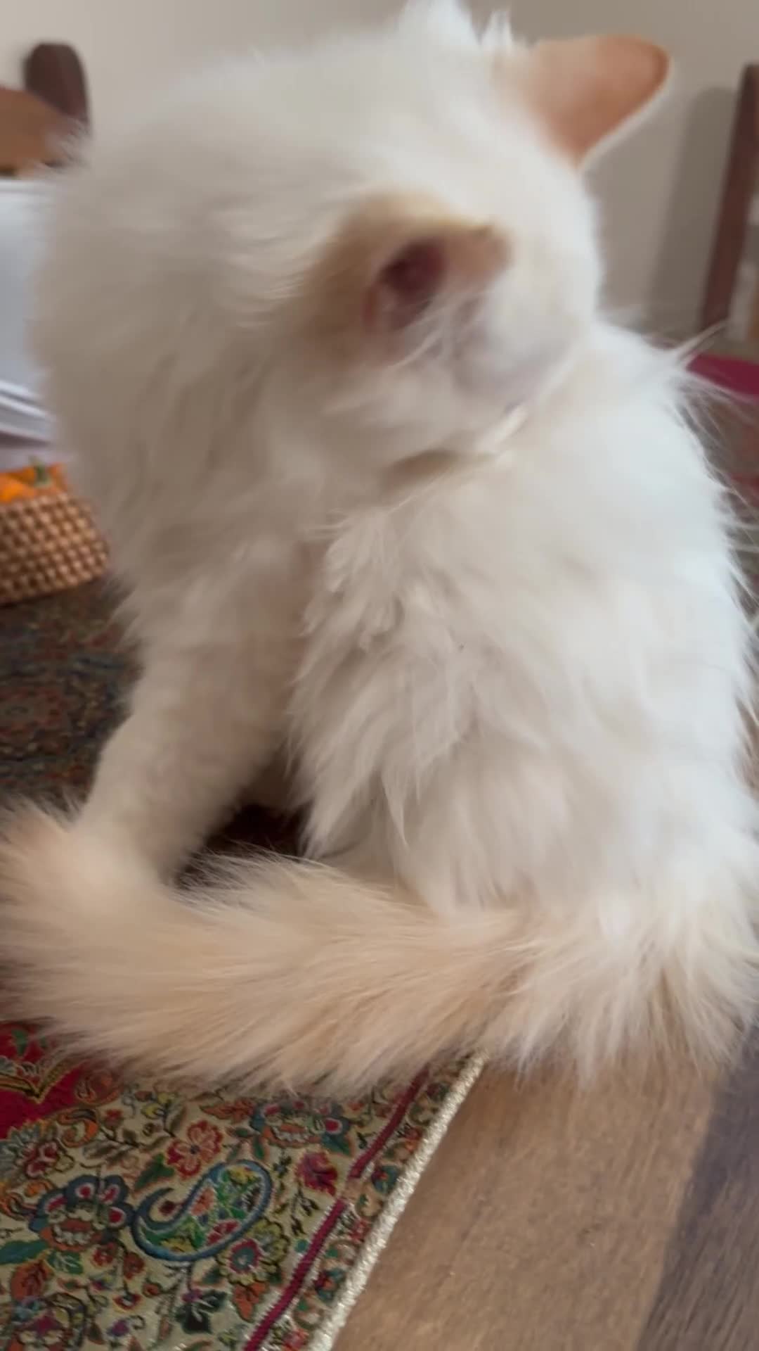 Ragdoll cats for sale: Long-haired Ragdoll Kitten Icy Blue Eyes 💎🐾 - Video 1