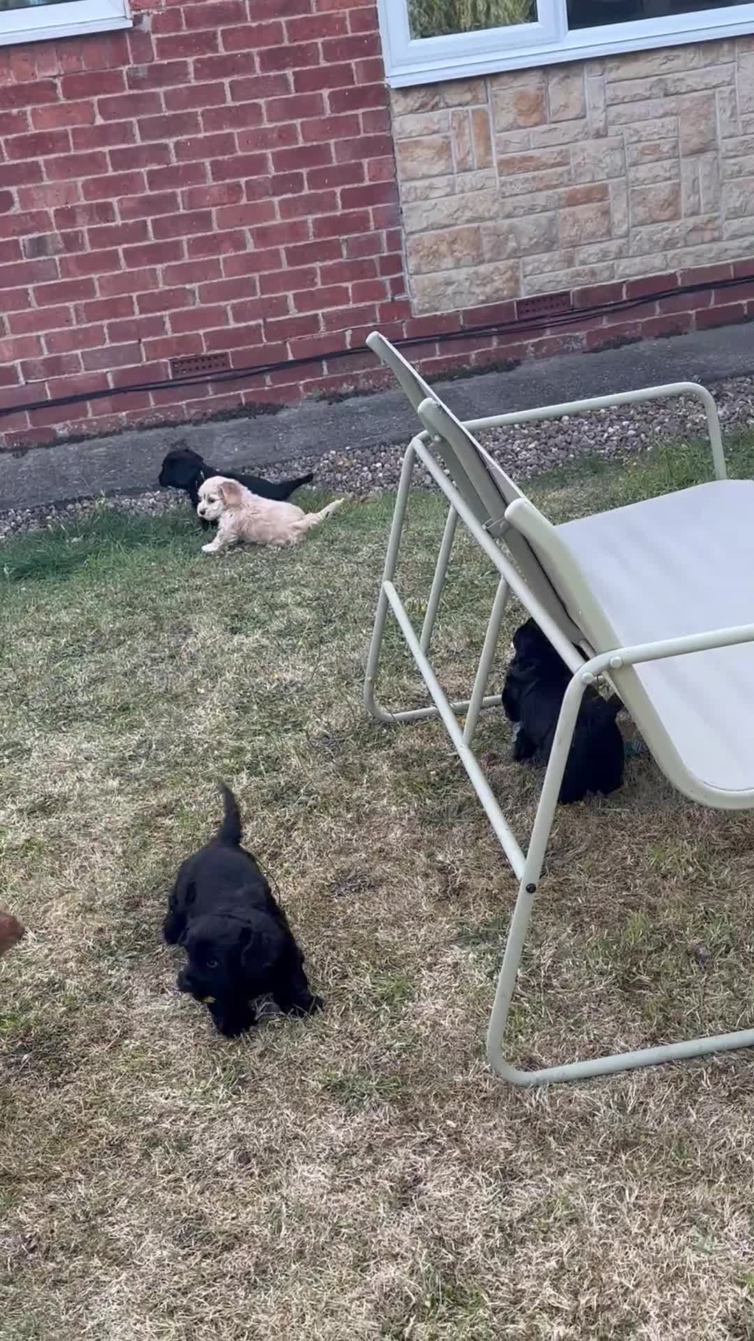 Mixed Breed dogs for sale: Working cocker. X lhasachon in Hull - Video 1