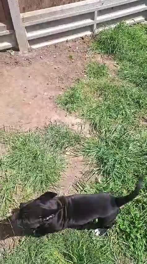 Cane Corso dogs for sale: CANE CORSO PUPPIES - Video 2