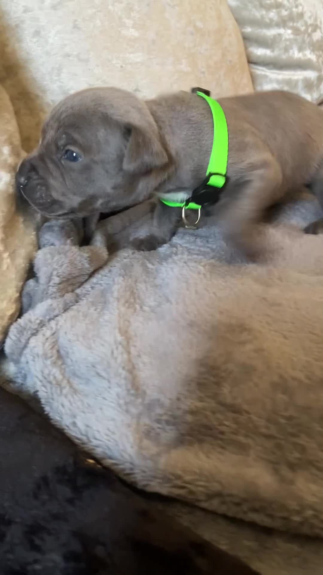 Staffordshire Bull Terrier dogs for sale: 7 beautiful blue Staffordshire bull terriers - Video 5