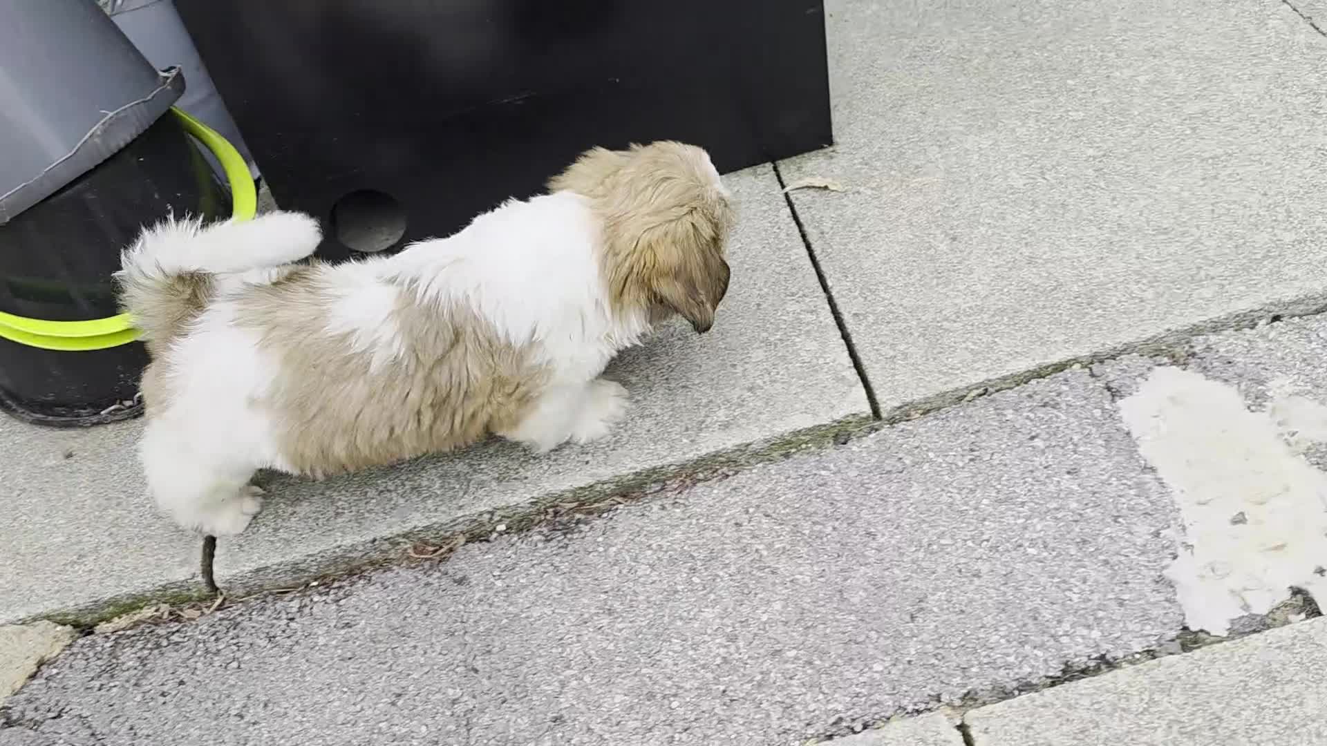 Shih Tzu dogs for sale: SHIH TZU PUPPY BOY LIVER GENE KC REG  - Video 2