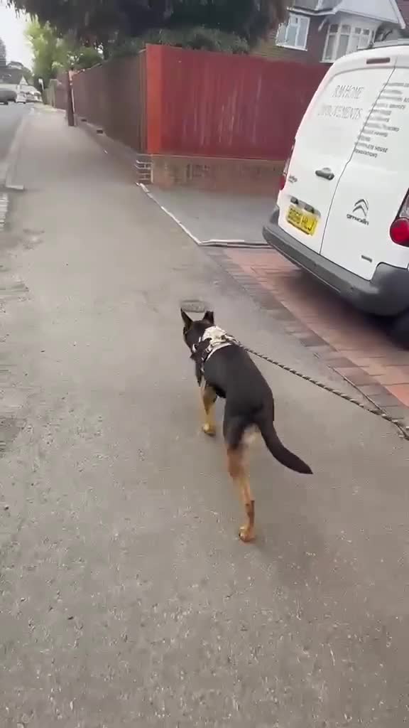 Mixed Breed dogs for adoption: Lucio deserves the chance to thrive  - Video 2