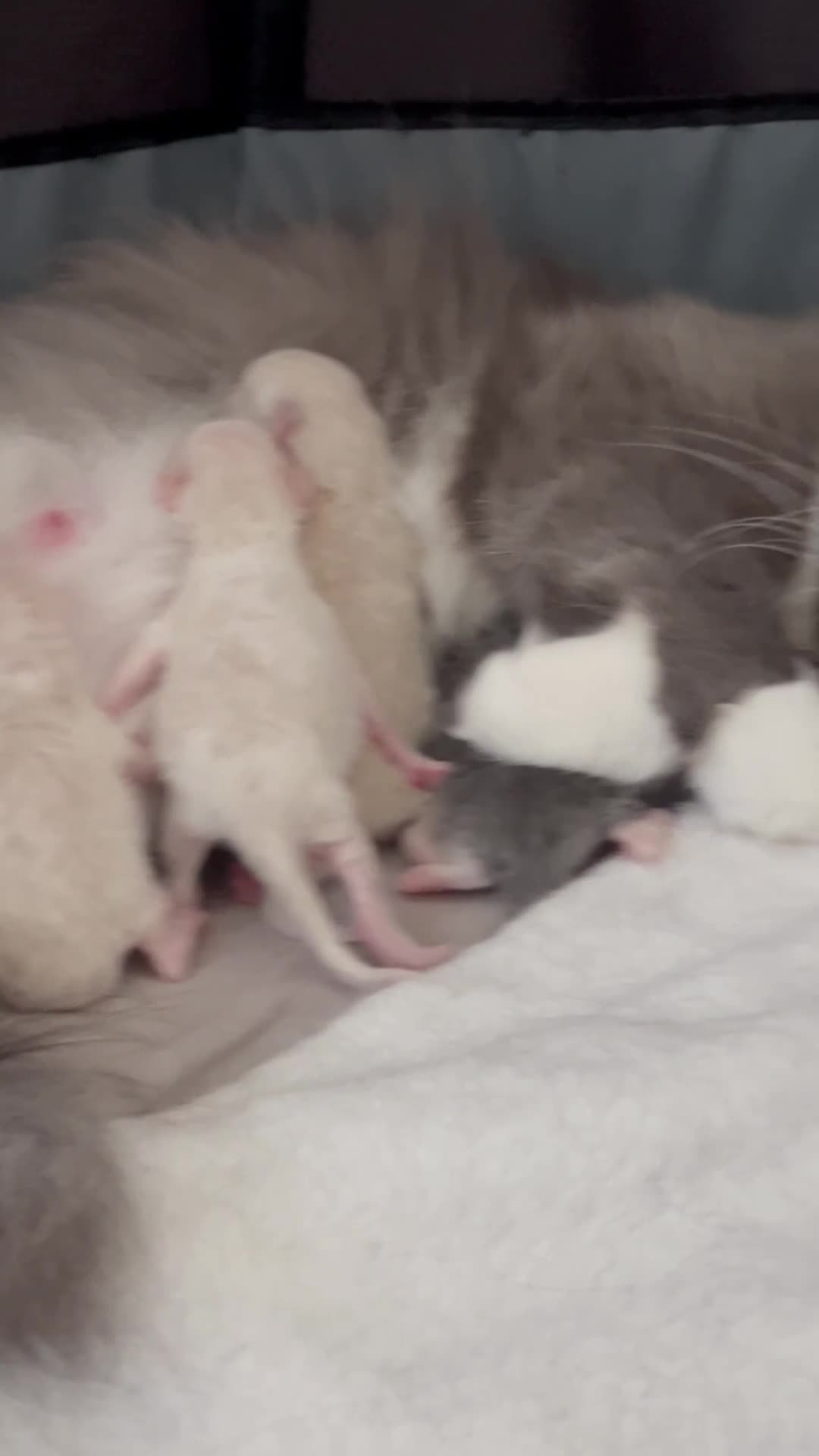 Ragdoll cats for sale: Blue Point/Blue solid Ragdoll kittens  - Video 1