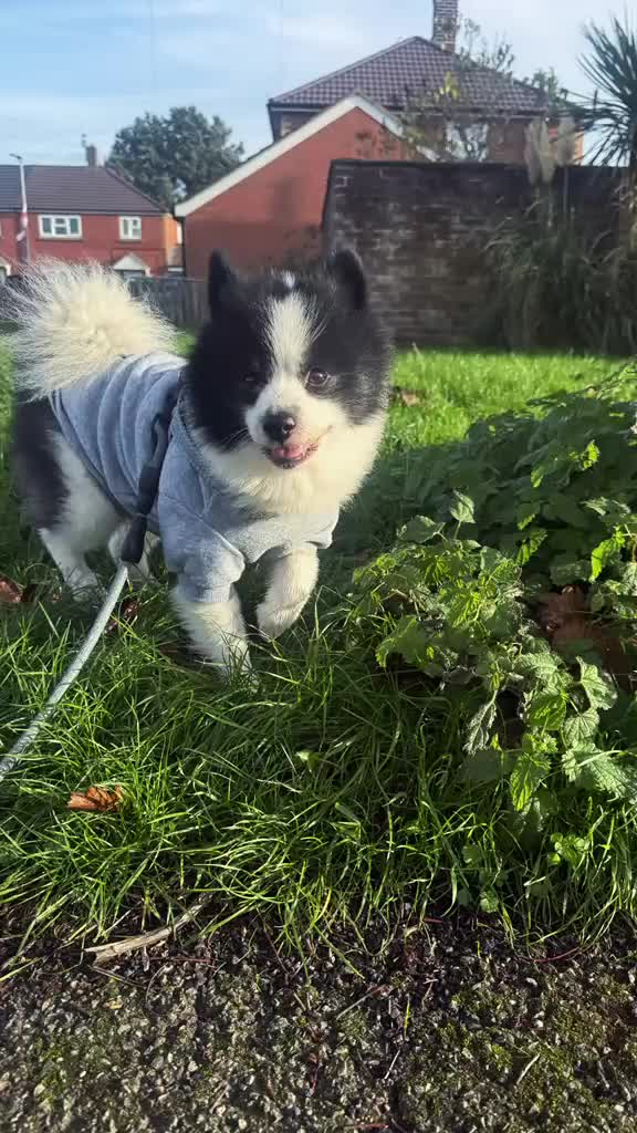 Pomsky dogs for sale: Bear  - Video 1