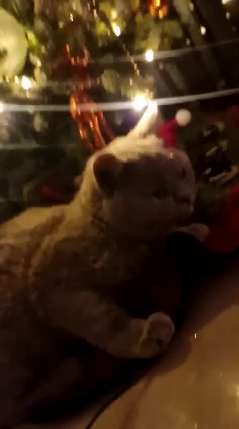 British Shorthair cats for sale: Pure British shorthair female spayed  - Video 1