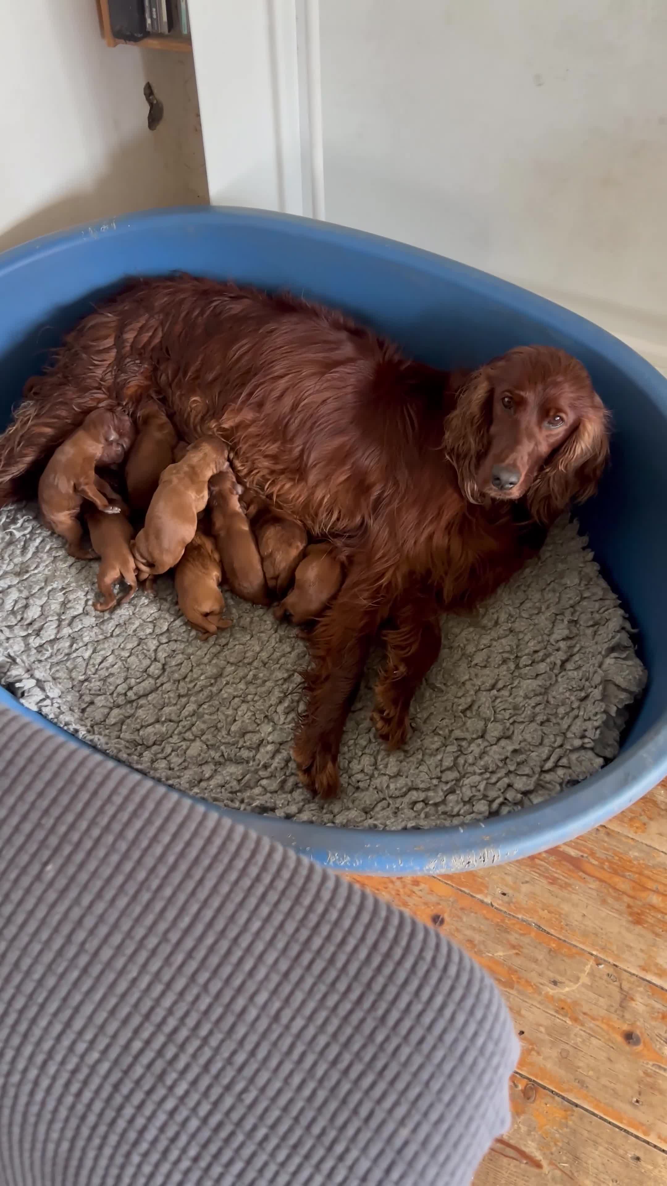 Irish Setter dogs for sale: Quality IRISH SETTER Puppies - Video 2