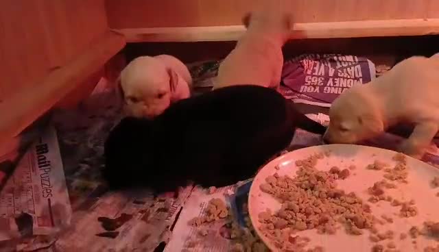 Labrador Retriever dogs for sale: Beautiful Labrador Puppies for sale - Video 1