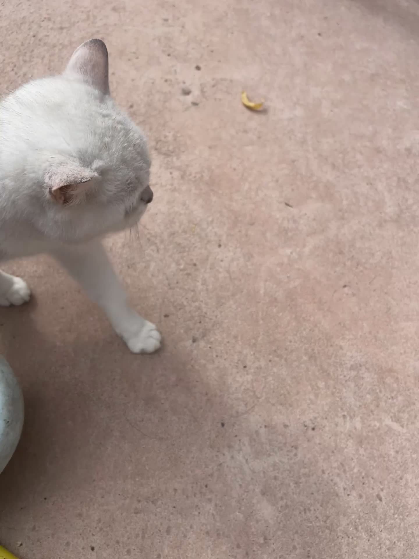 British Shorthair cats for sale: Gccf reg female  - Video 1