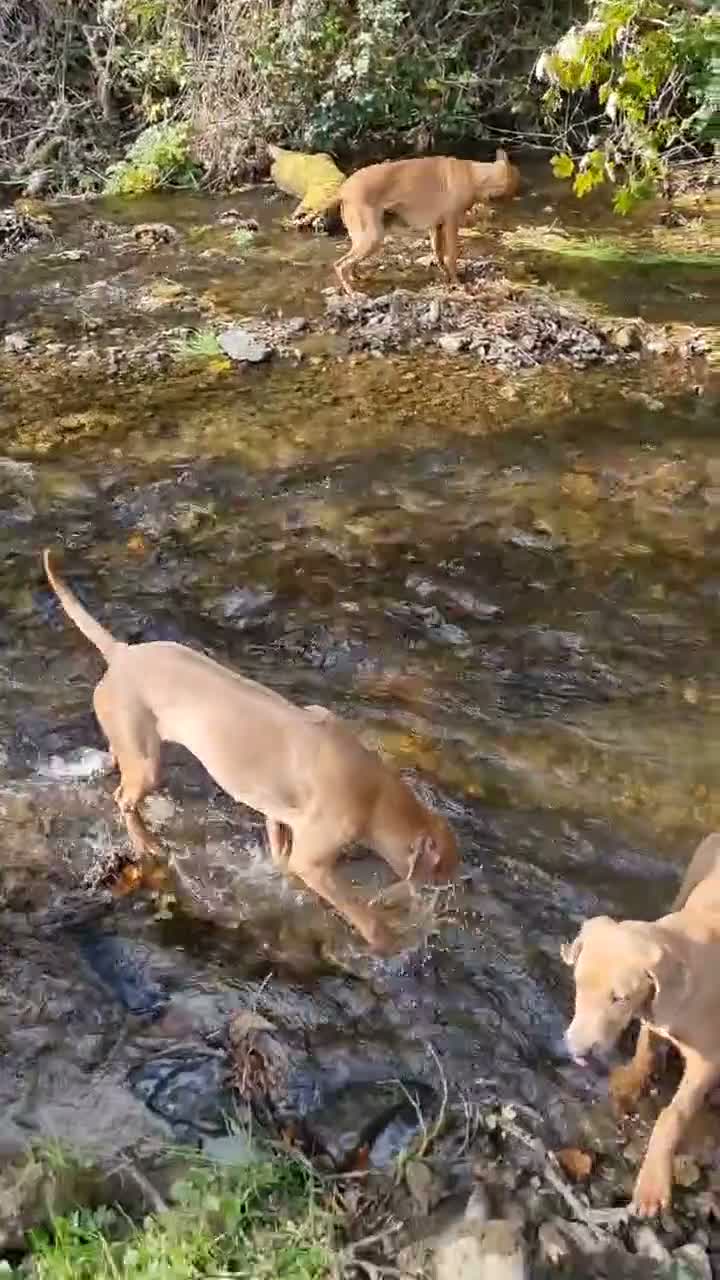 Rhodesian Ridgeback dogs for sale: 🦁RHODESIAN RIDGEBACKS PUPPIES🦁  - Video 2