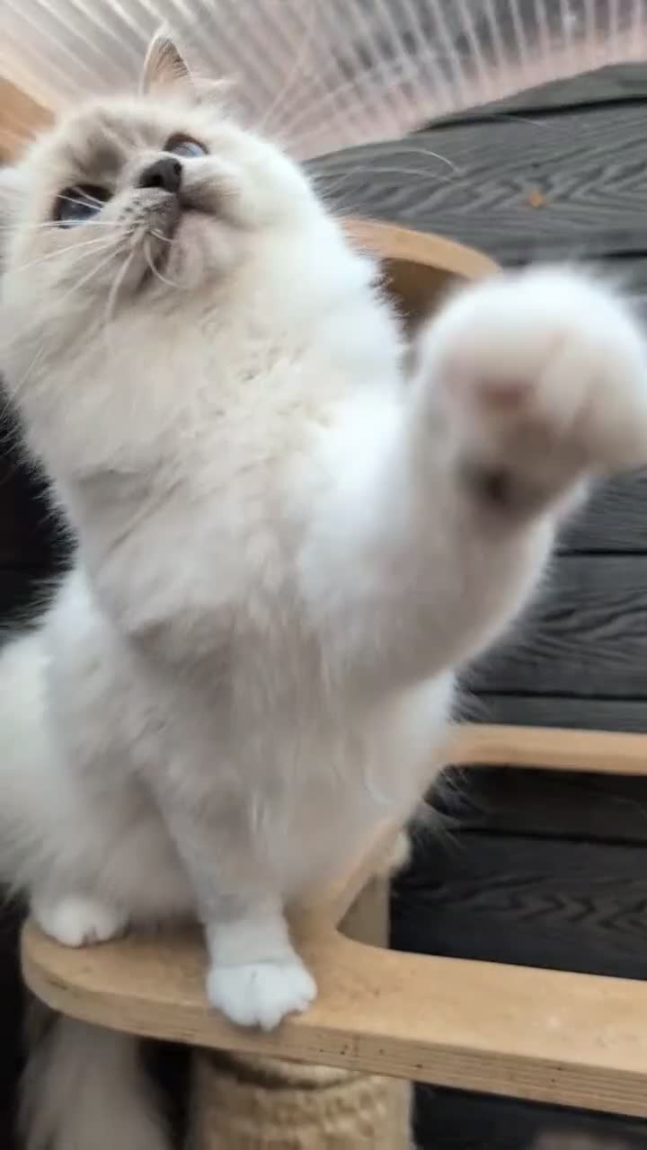 Ragdoll cats for sale: Females ragdoll as a pet or breeding  - Video 4