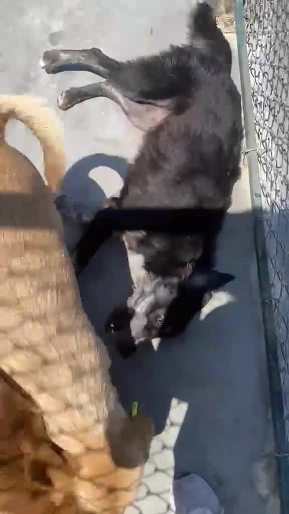 Mixed Breed dogs for adoption: Kaiti, 1-2 yrs old. Available for adoption. - Video 3