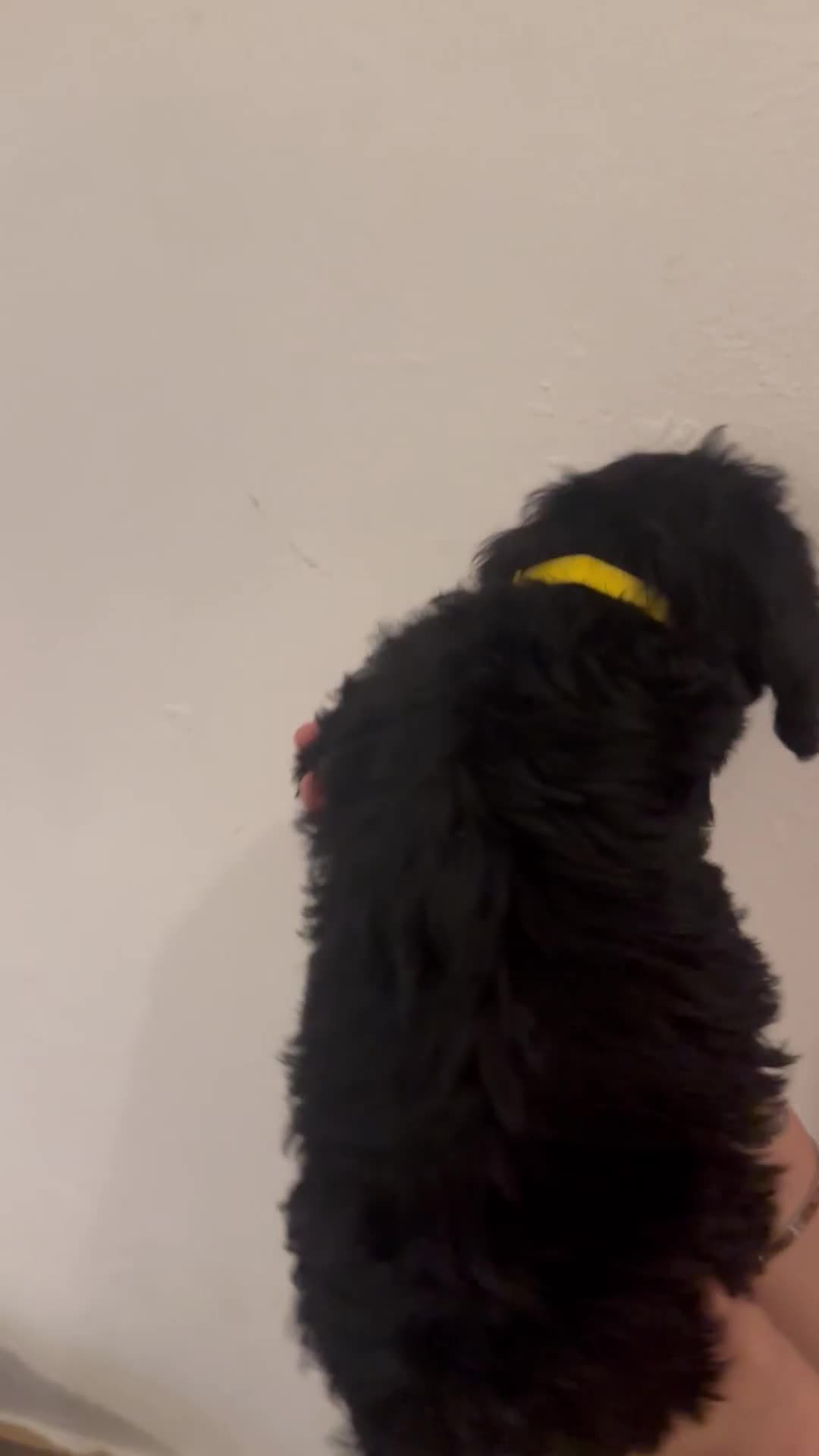 Yorkiepoo dogs for sale: 5 Beautiful F1 Yorkiepoo’s - Video 1