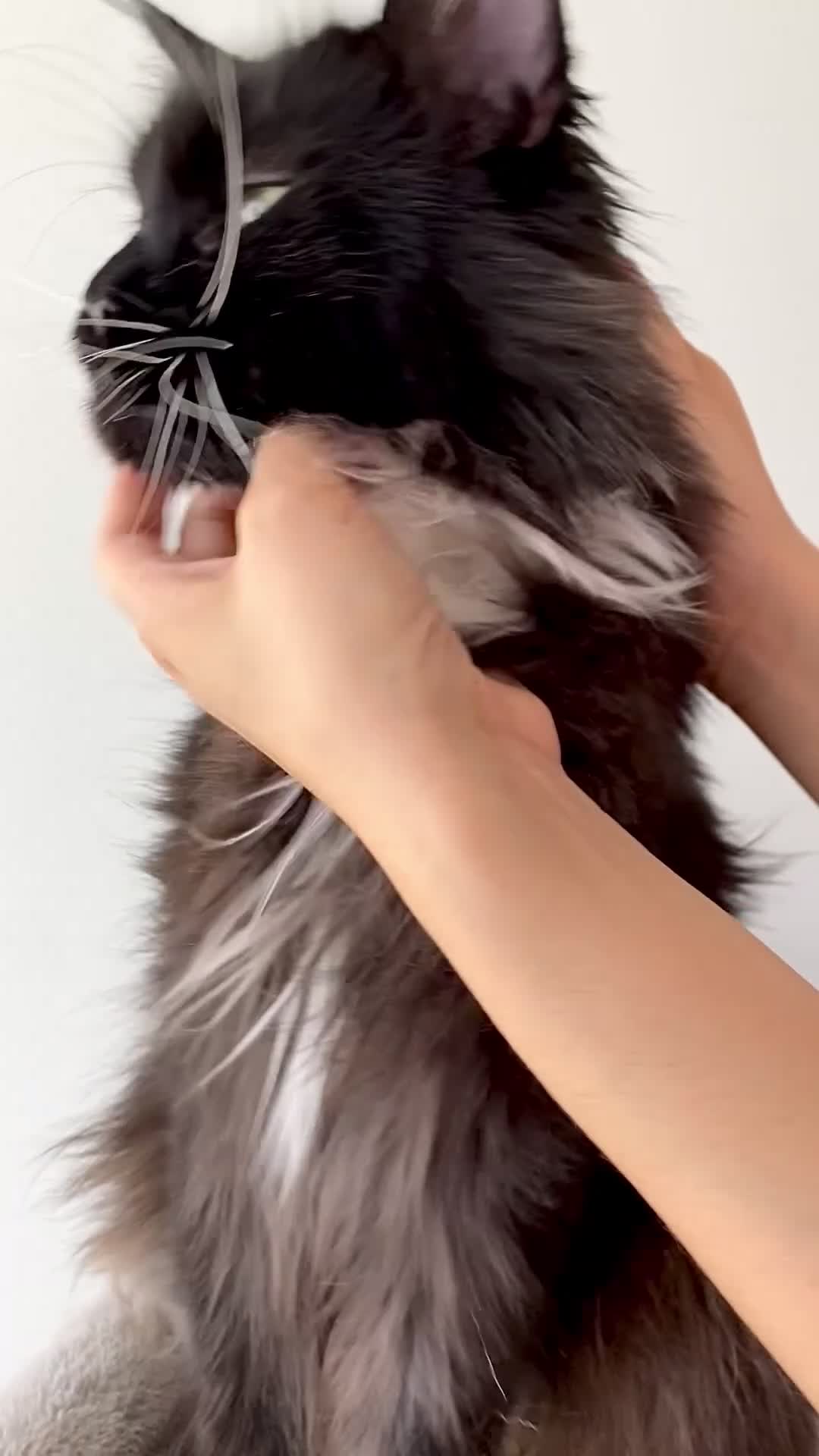 Maine Coon cats for sale: Gentle, Loving, and Majestic Maine Coone  - Video 2