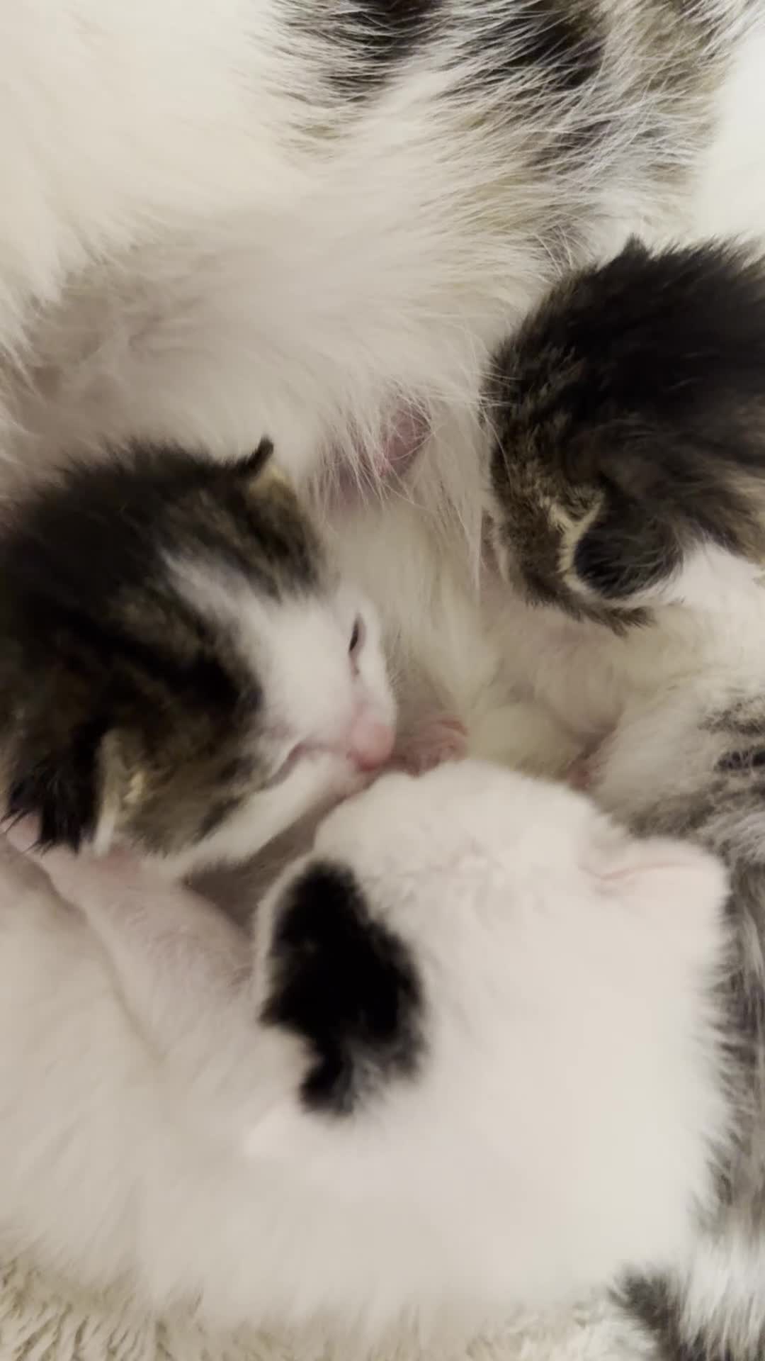 Mixed Breed cats for sale: Adorable Fluffy Kittens. Matilda’s 1st Litter 🐾 - Video 2