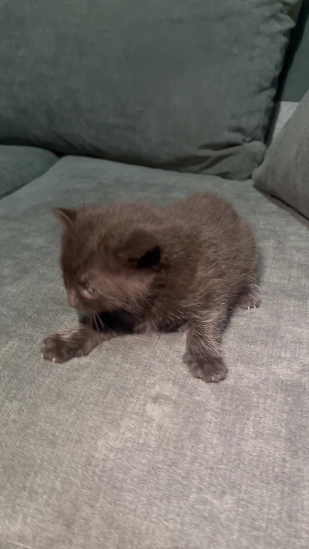 Mixed Breed cats for sale: Mixed British short haired kittens  - Video 3