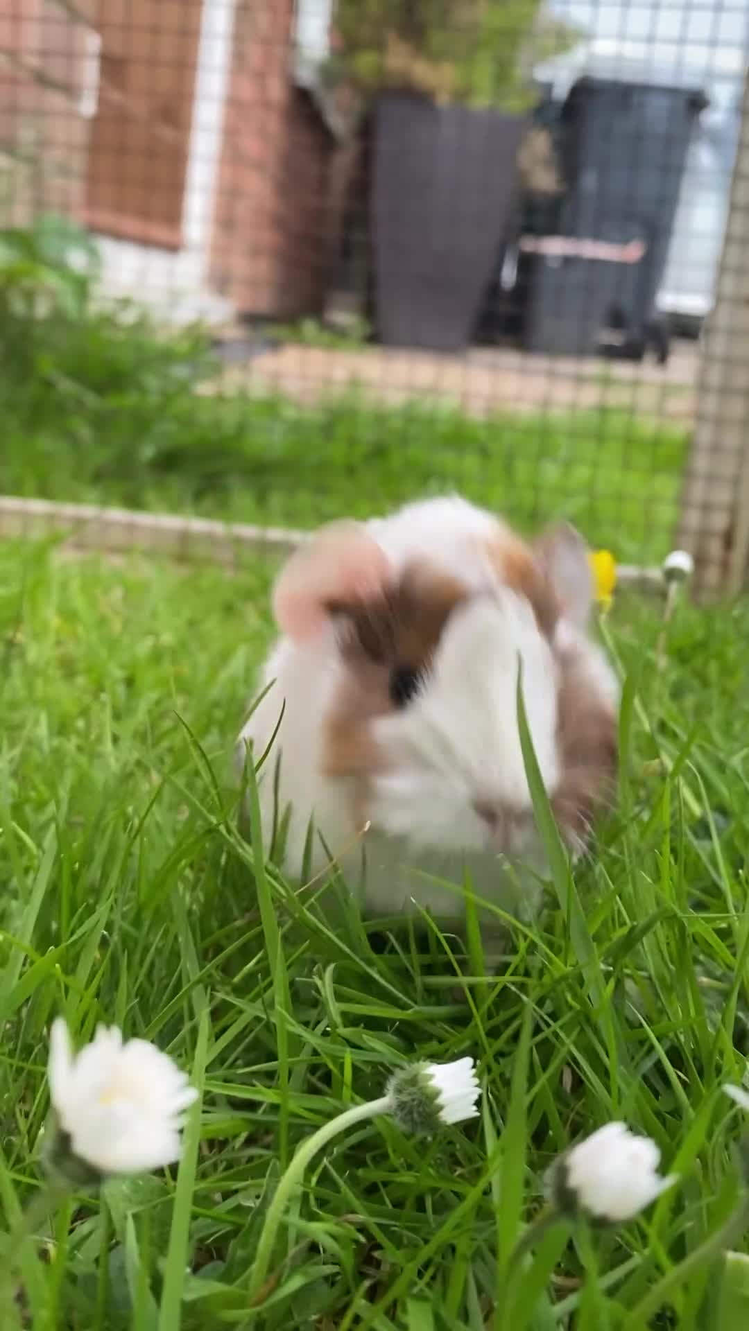 Guinea Pig rodents for sale: Cute Abyssinian-longhaired sow/ female  in Ashford - Video 1