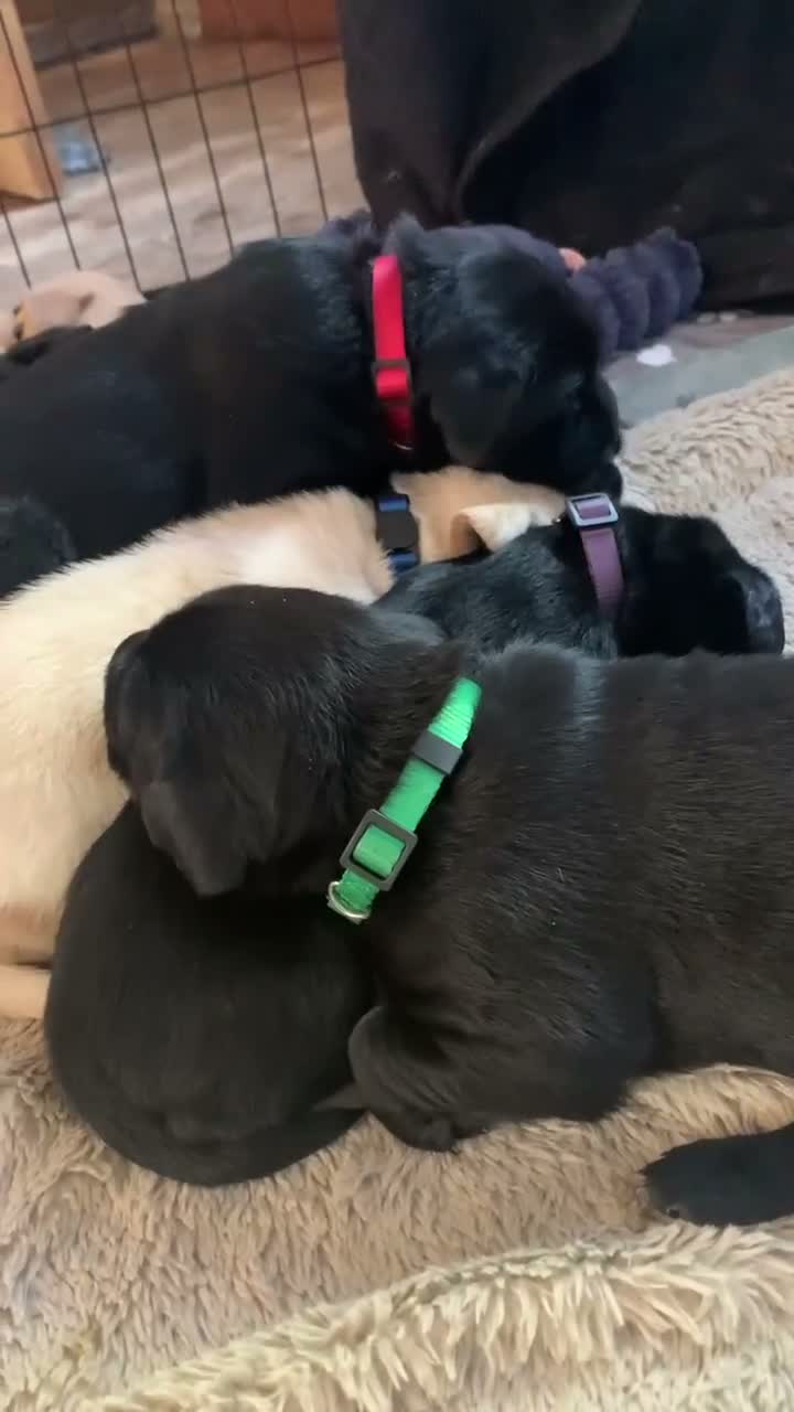Labrador Retriever dogs for sale: 5 Labrador puppies 2 male 3 female - Video 5
