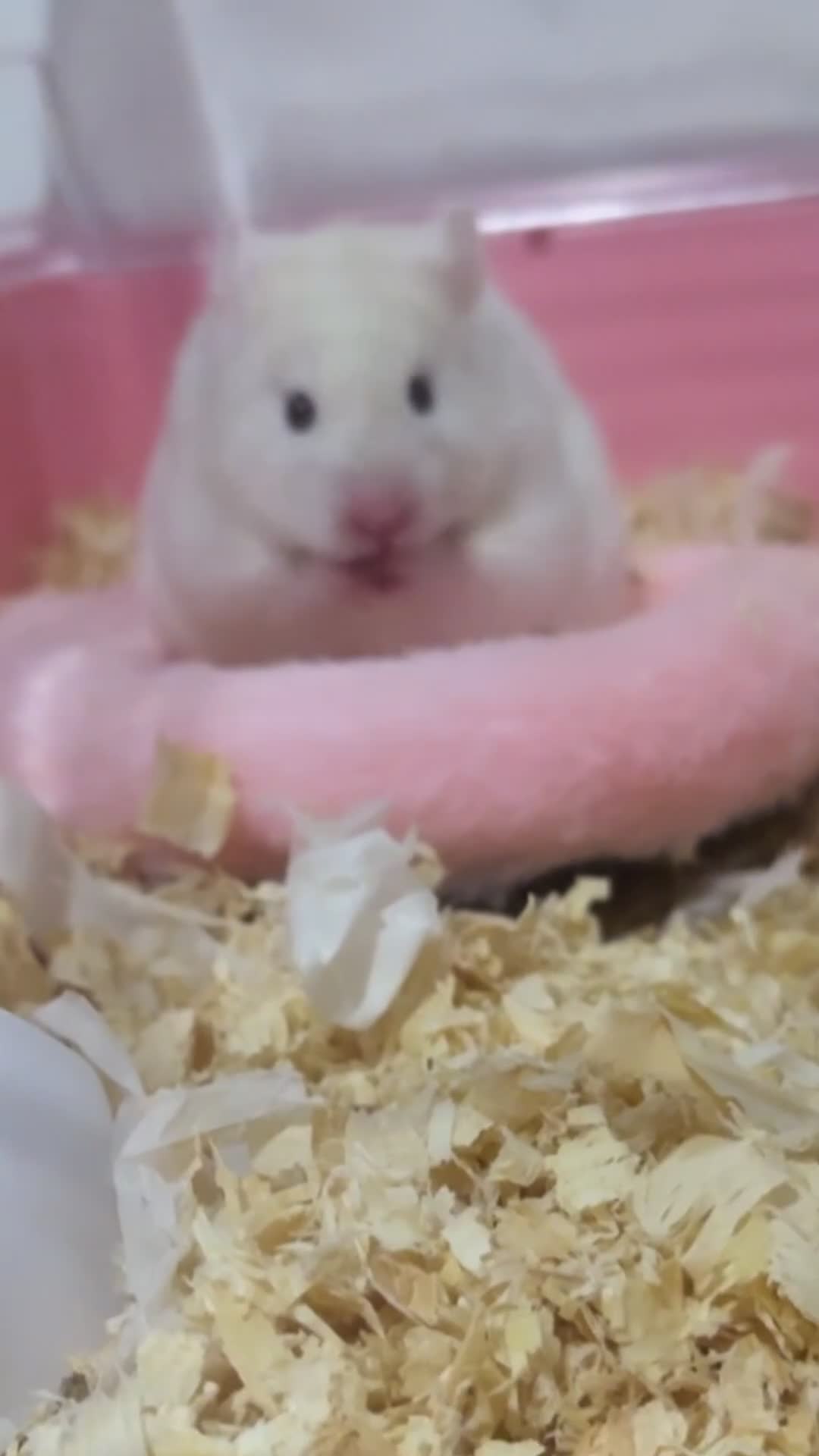 Hamster rodents for sale: syrian female hamster  - Video 1