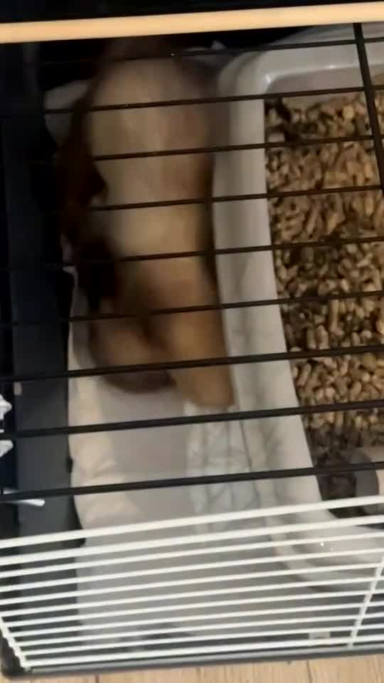 Ferret rodents for sale: Two male ferrets need gone asap! - Video 1