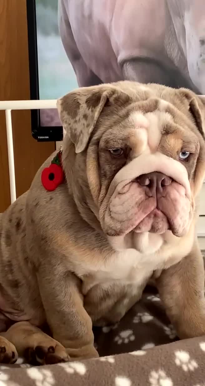 Mixed Breed dogs for sale: Lilac and tan tri Merle bulldog  - Video 3