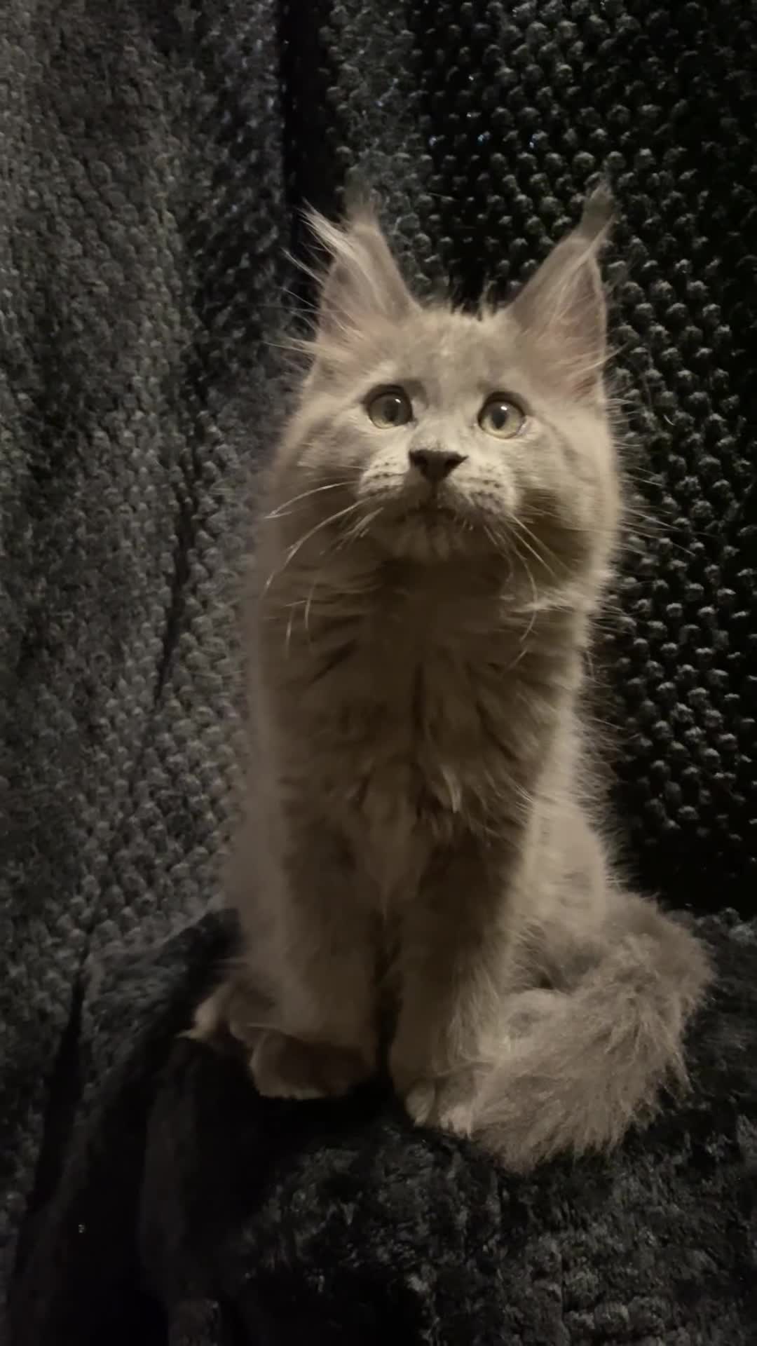 Maine Coon cats for sale: Monarch Maine coon cats - Video 2