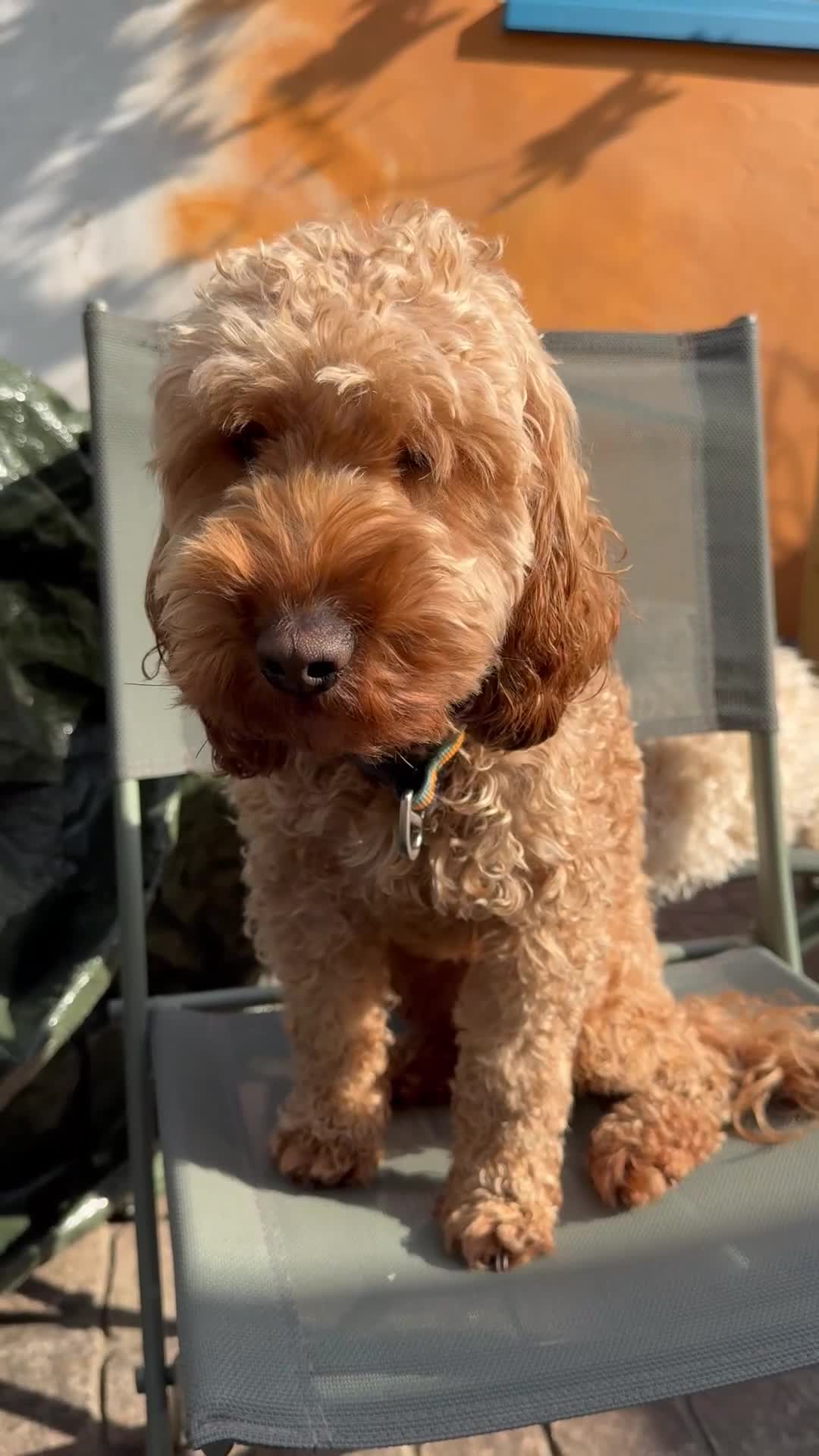 Cockapoo dogs for sale: Cockapoo male - Video 1