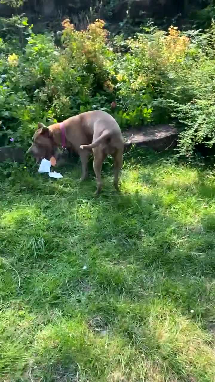 Mixed Breed dogs for sale: Presa canario cross  - Video 2