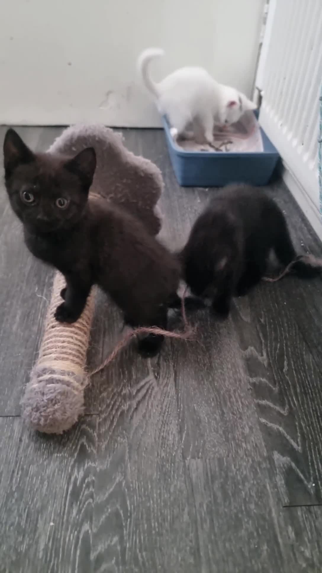 British Shorthair cats for sale: Black male and female kitten  - Video 1