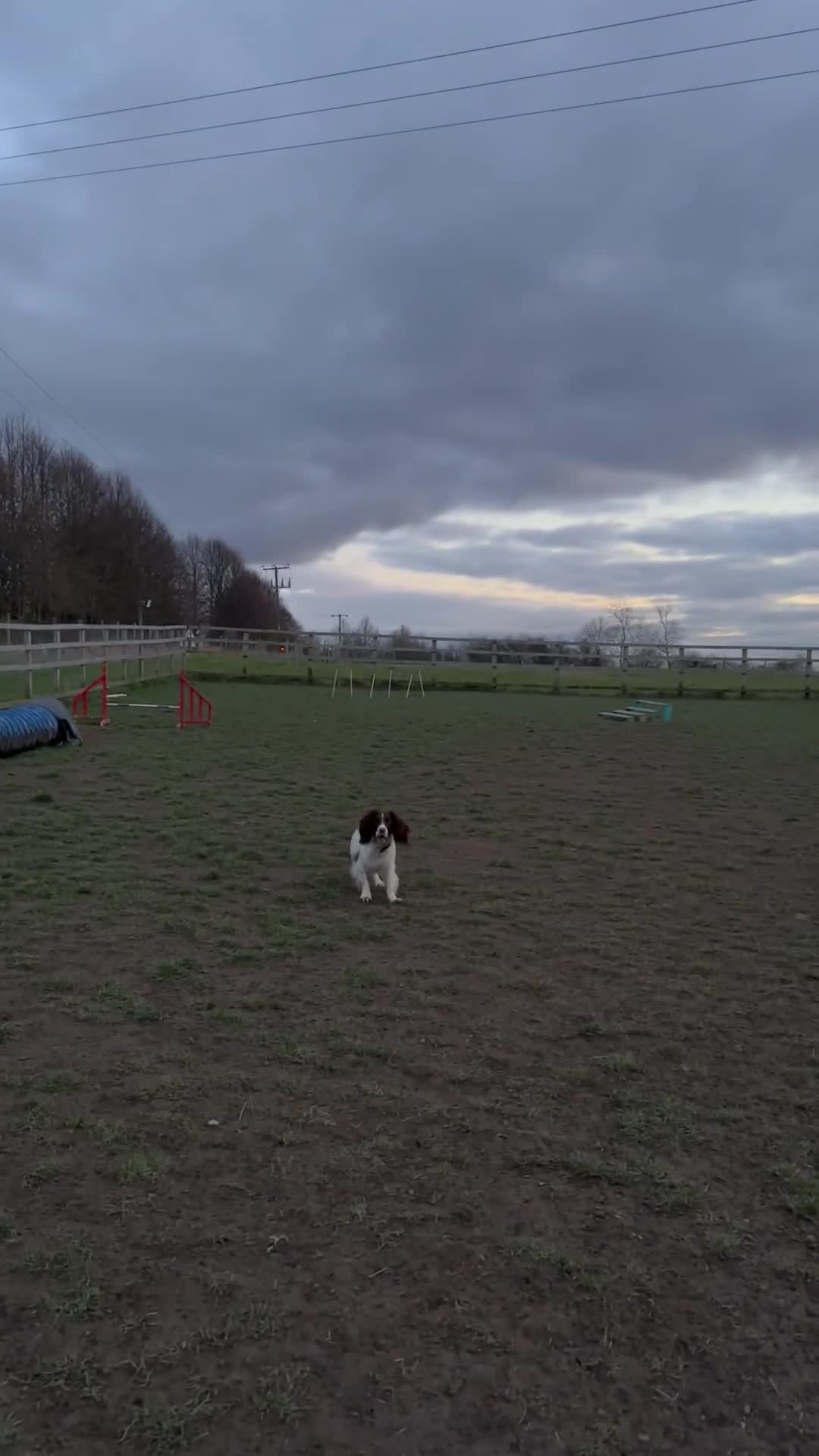 English Springer Spaniel dogs for stud: *KC registered* Gus available for stud in Pontefract - Video 2